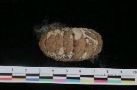 藏品(大駝石鱉)的圖片